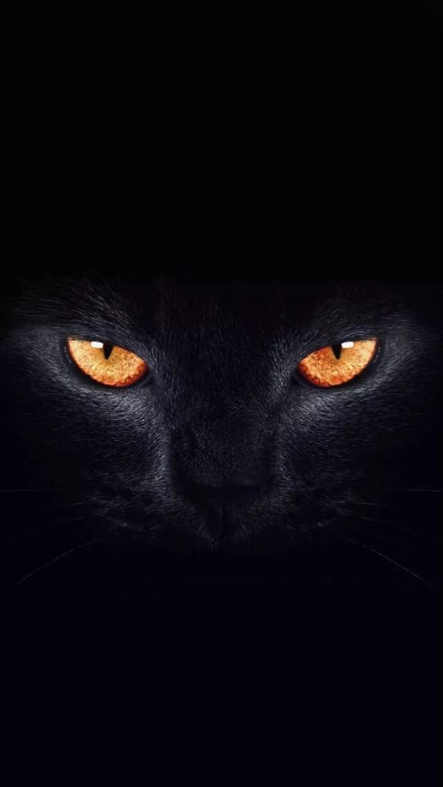 抖音黑猫睁眼高清壁纸分享_抖音黑猫睁眼壁纸下载