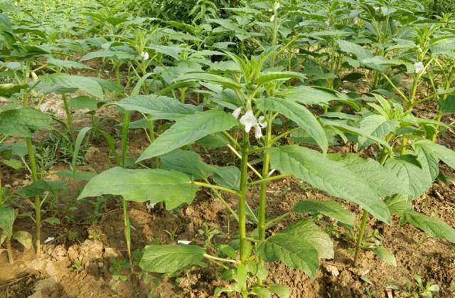 原來芝麻是長這樣子的,終於知道人們為什麼說芝麻開花節節高了