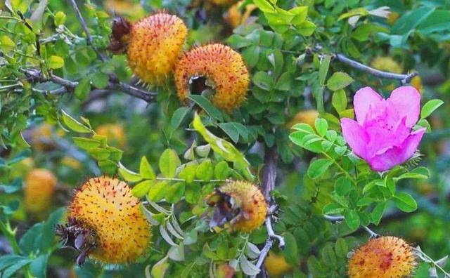 农村才有的6种野果美食,吃过三种的叫叔叔,全吃过的都老了