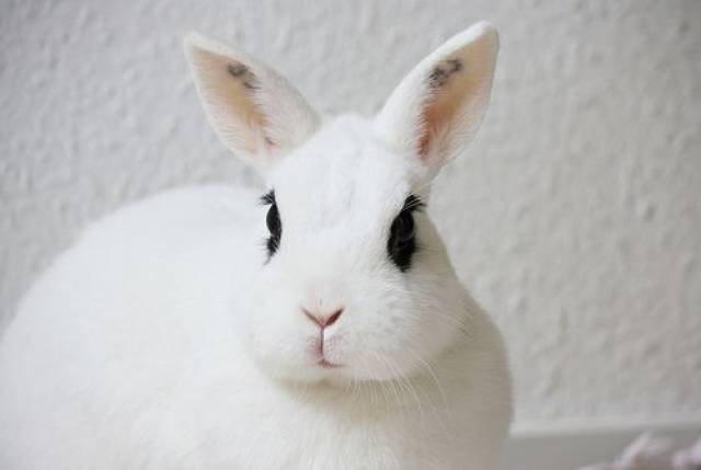 宠物小知识:公主兔有口腔溃疡怎么处理,兔子口腔溃疡处理方法