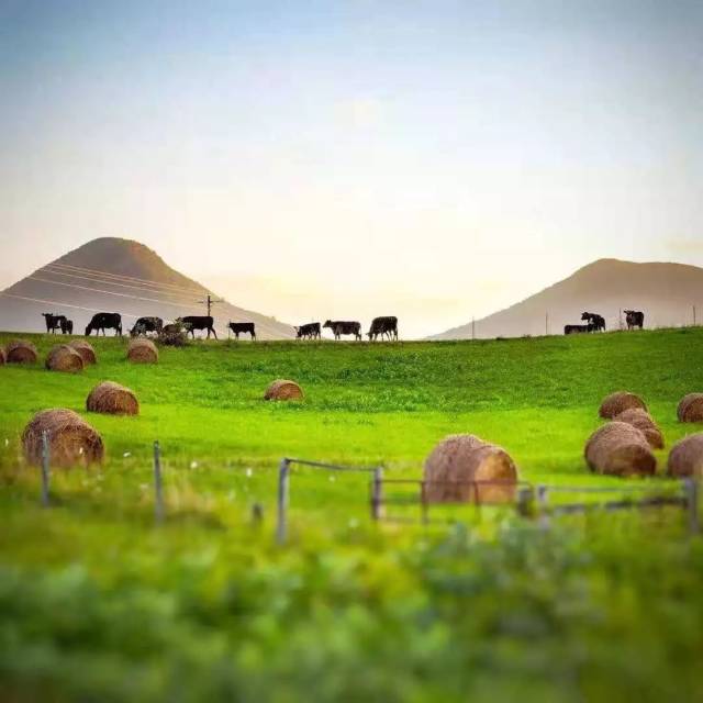 好洁净的美国有机牧场,真想去看看!