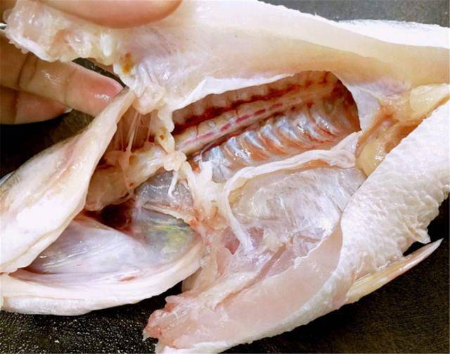 鱼肚子里的黑膜是什么图片