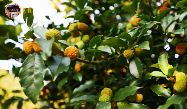 它学名叫柘树果,别名山荔枝,穿破石,葨芝,主要分布于河北南部,华东
