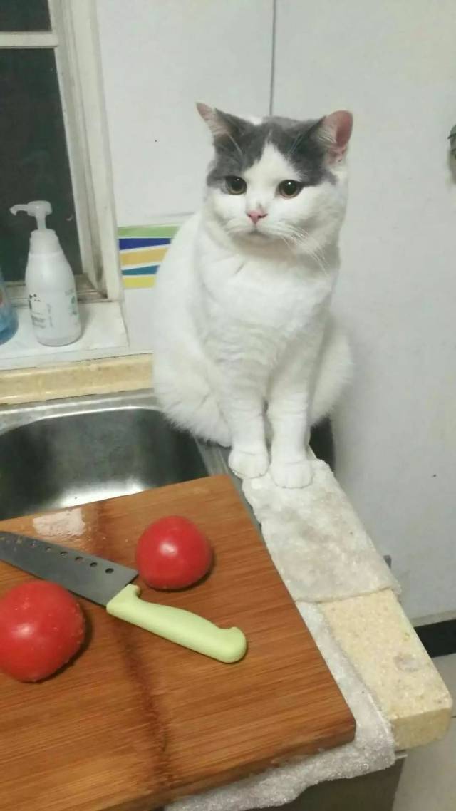 失传已久的番茄炖猫汤?就问你怕了吗!