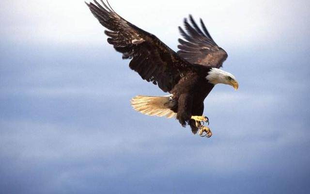 老鹰和大雕谁厉害 苍鹰和金雕谁厉害 柏然网