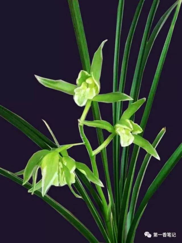 486正在兴起中的绿兰