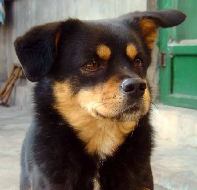 百花齐放 排版编辑:半夏大家好,我是"四眼",我小主人说我有四只眼睛