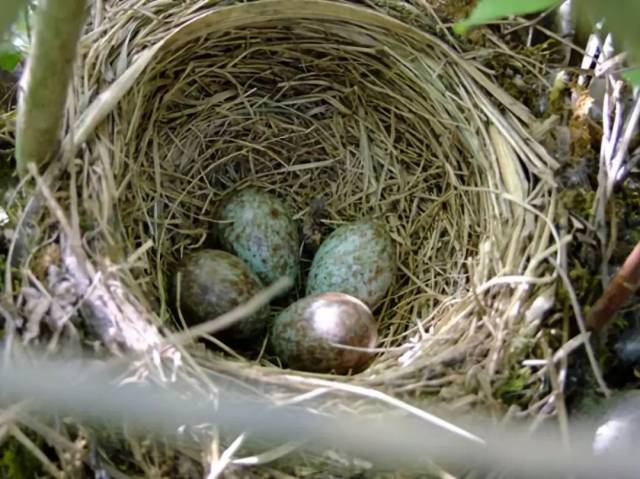 灰头鸫的碗状巢 摄影/胡运彪