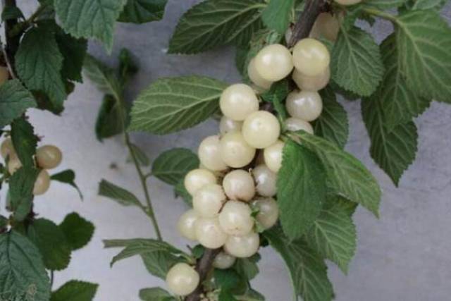 白玉樱桃多少钱一斤 什么时候栽种