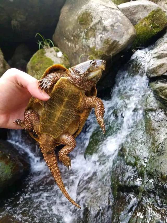 鹰嘴龟浅谈