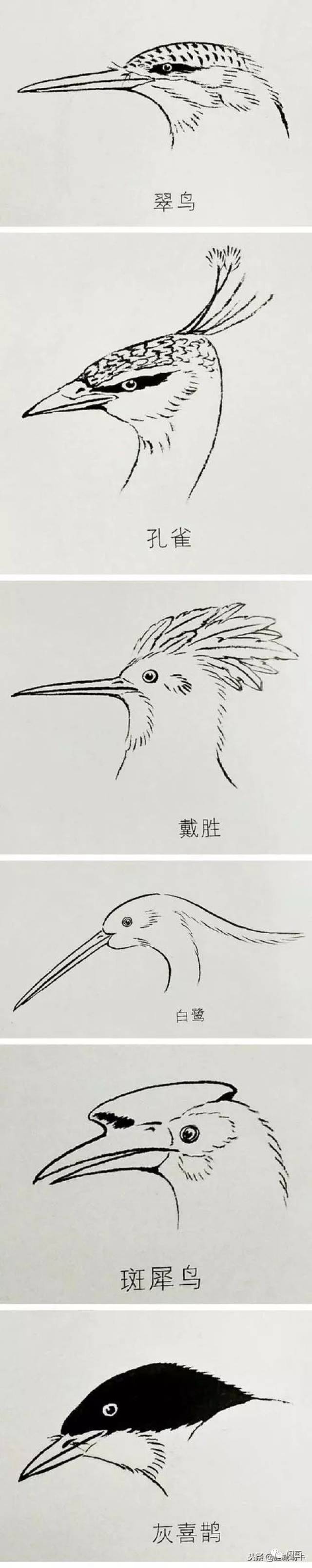 鸟的各部分结构以及画法