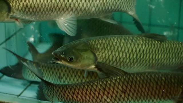 顺德鱼生用的草鱼,也叫鲩鱼,它要吃15公斤陆生丈草才可以长1公斤的肉.