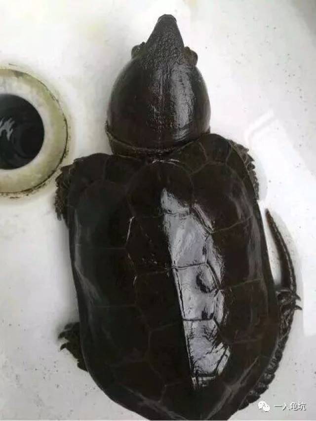 鹰嘴龟浅谈