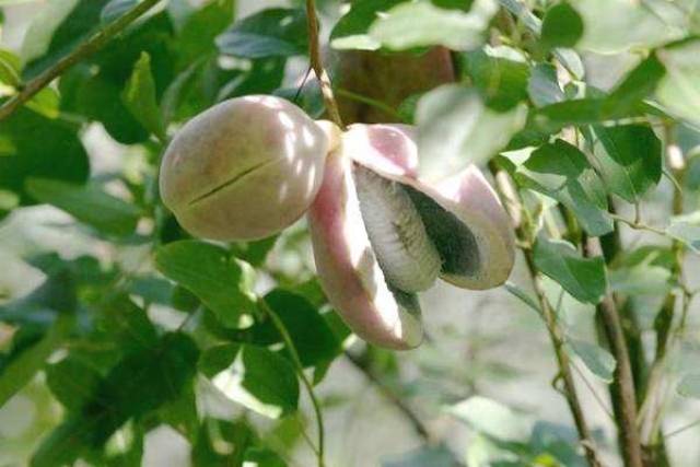 花期6-8月,果期8-10月.