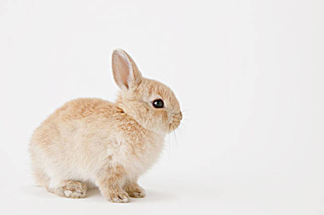 【养兔小经验分享】兔子长癣需要关笼子吗,兔子长癣是否关笼子