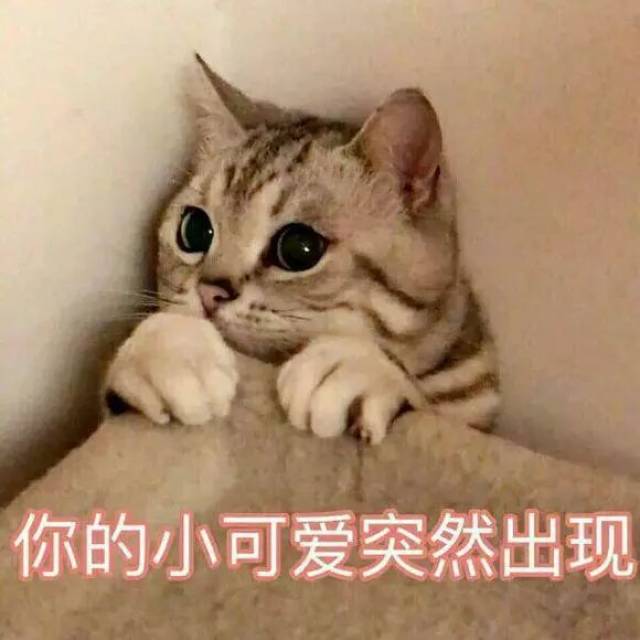 撩男朋友的猫咪表情包30张!