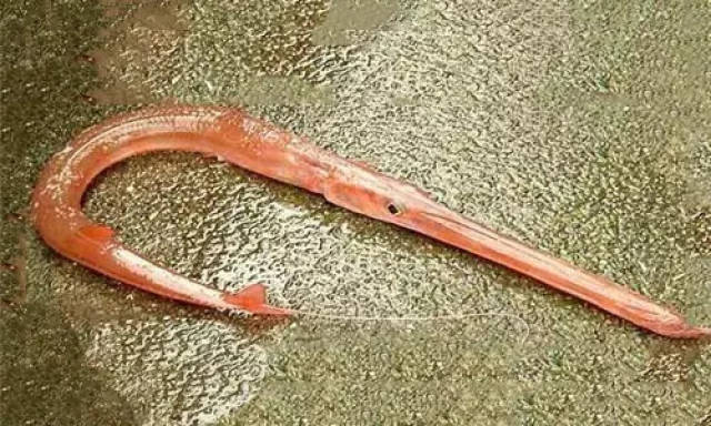 这种壮阳神鱼,听说没多少厨师做过