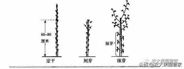 请收藏果树纺锤形树形的培养方法