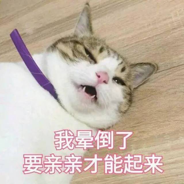 撩男朋友的猫咪表情包30张!