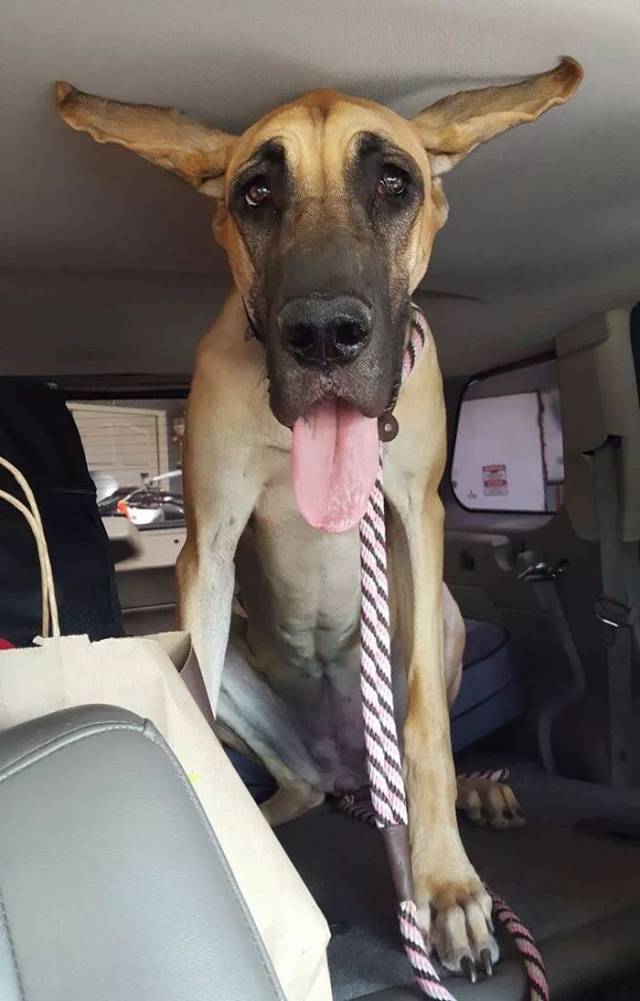 壮如牛的大丹犬努力卖萌的样子,有点让人喘不过气啊.