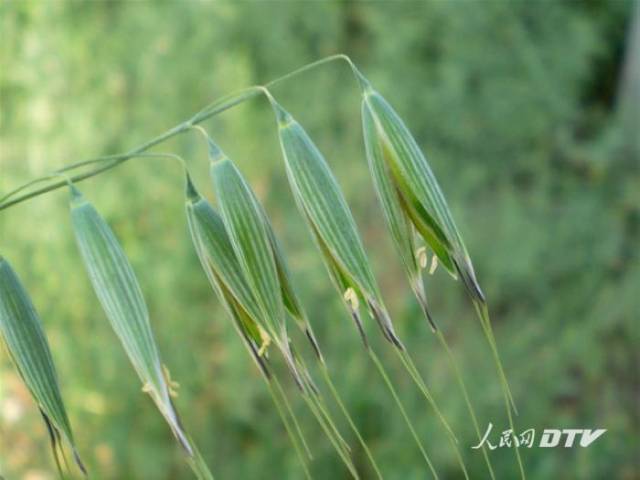 該種似野燕麥avena fatua linn.