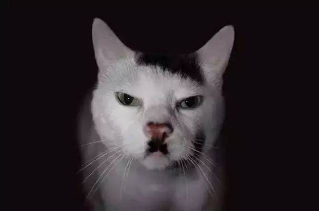 猫中.希特勒?