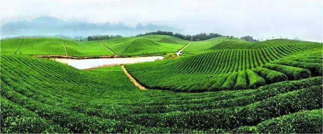 湖北省赤壁市荣获2018中国茶旅融合竞争力全国十强县(市)