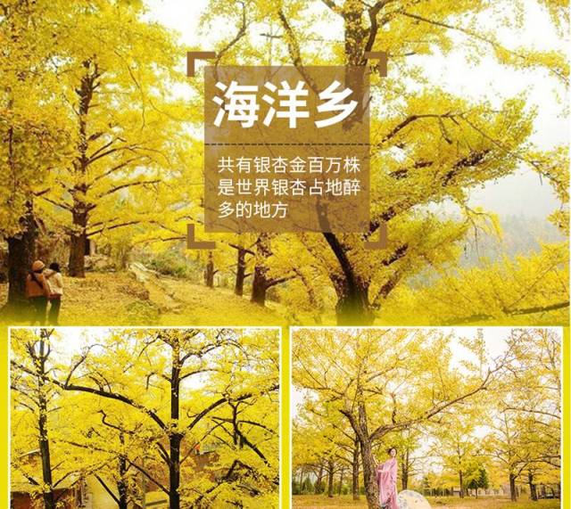 银杏之旅"金色海洋的诱惑"桂林海洋乡银杏 广西恭城柿子休闲三日游