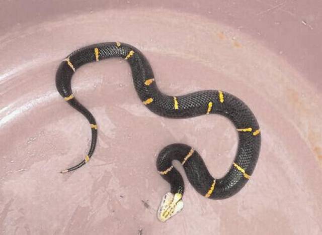 喜马拉雅白头蛇图片