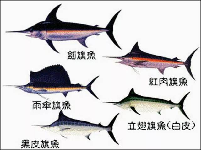 【完全鱼种手册】马林鱼之平鳍旗鱼