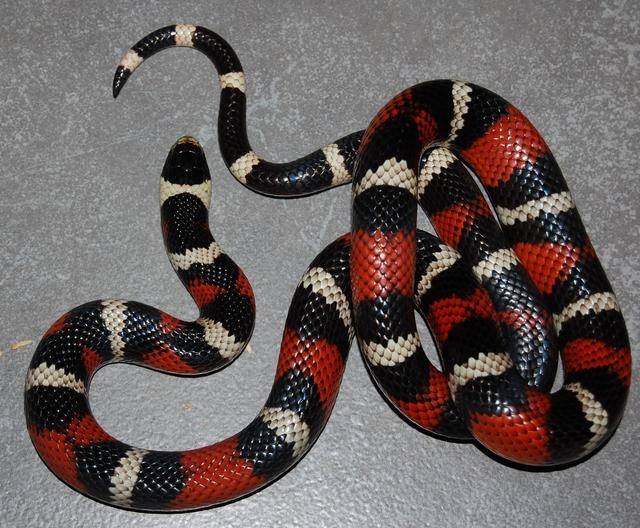 美国毒蛇种类图片