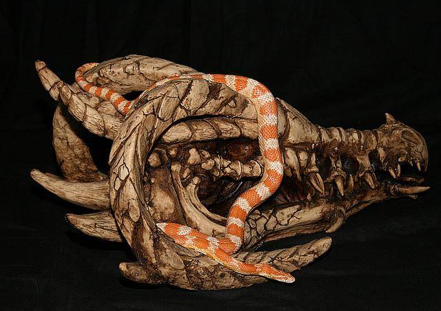 玉米锦蛇,是来至美国东南部的无毒蛇,它是很有观赏性的蛇!