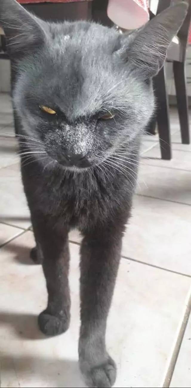 当黑猫遇上面粉,画面总是那么恐怖