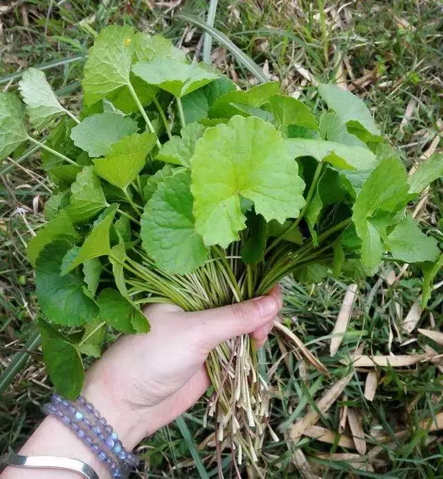 大山裡味道很刺激的四種野菜,尤其第四道菜誰喝一口都會打冷顫