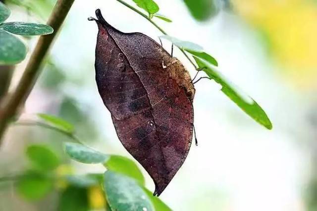 轻飞曼舞的 枯叶蝶 ,翩翩跹跹的丝带缠缠绵绵在空中飞舞 律动着初冬的