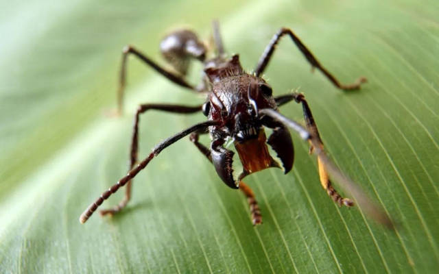 子弹蚂蚁有毒图片