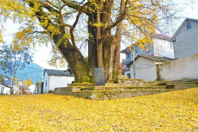 安吉第一树!有1100年历史,9个成年人才能围抱的住!