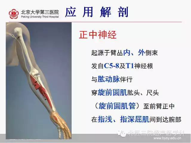 正中神经图片,尺图片,图片(第5页)_大山谷图库