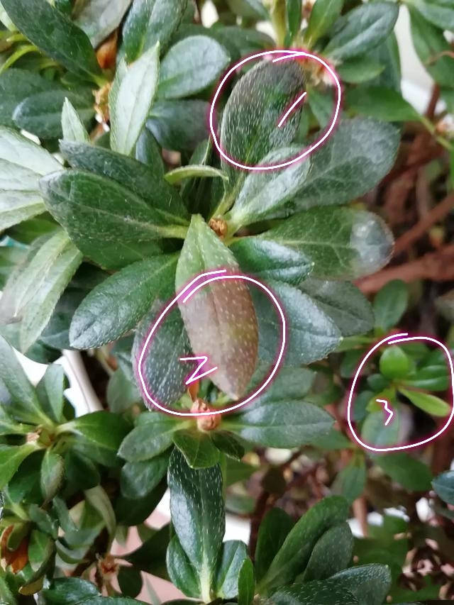 杜鵑花葉子從葉尖開始發黑是為什麼,切忌高溫澆水防暴曬脫水