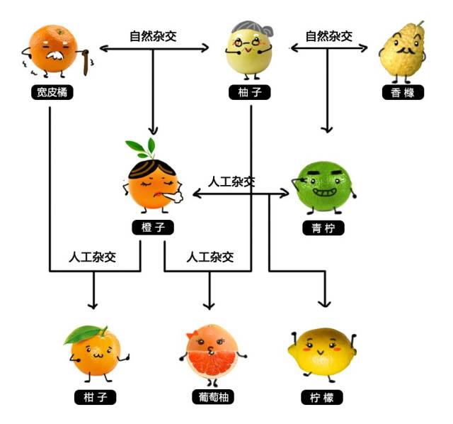橘子家族杂交图图片