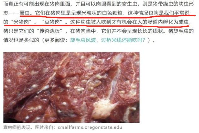 猪肉线虫图片寄生虫图片