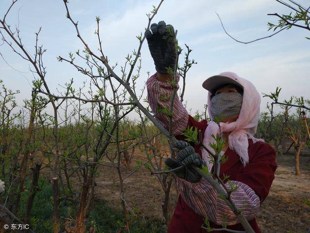 盛果期的枣树,如果挂果能力差,可以这样修剪维持和恢复挂果能力_手机