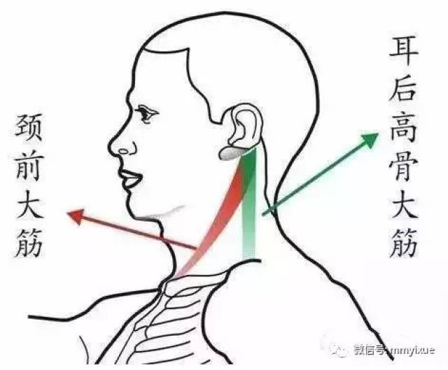 全身拨筋图解图片