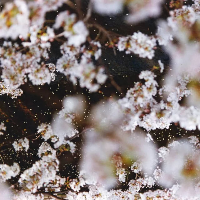日本摄影师蜷川实花拍摄的樱花. 05 · 恋佛系 日本的审美很佛系.