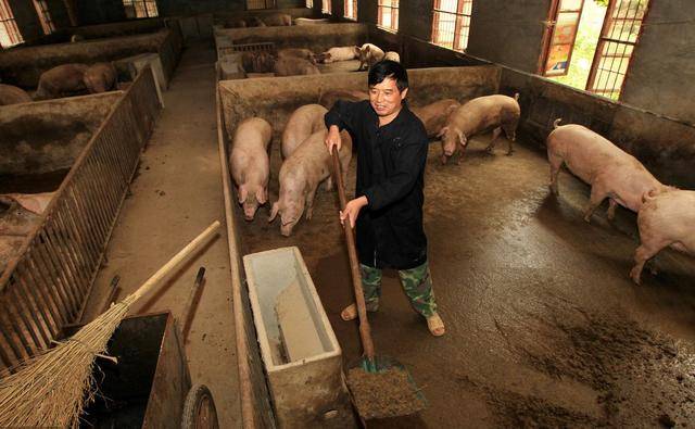 相信不少养猪人上午给猪加完饲料后,就开始清理猪舍粪便了.