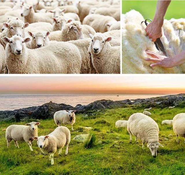 rosanna绵羊油塑造肌肤年轻感,婴儿肌立现!