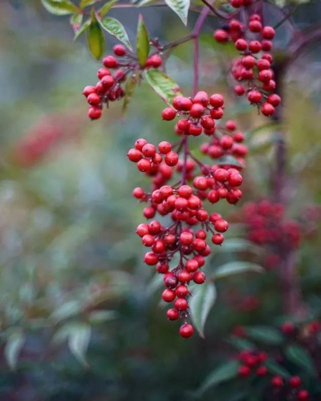 芍药果实图片图片