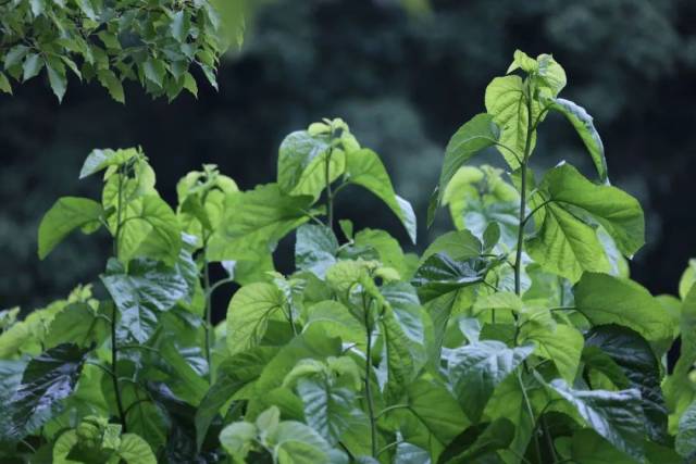 no785原创61听周晓枫夏桑