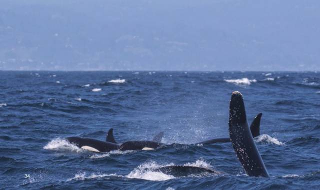 令人畏惧的"海洋之狼"