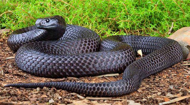 世界十大毒蛇之一的黑虎蛇,全身黑色眼睛看起来很吓人!
